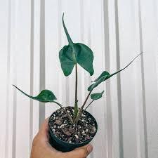 Alocasia