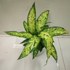 Dieffenbachia