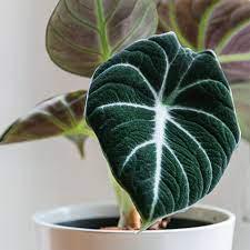 Alocasia