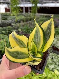 Sanseveria