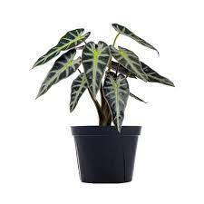 Bambino Alocasia