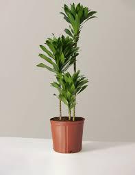 Dracaena