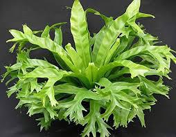 Fern