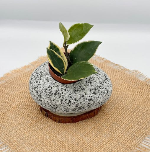 Beach Stone Succulent Planter
