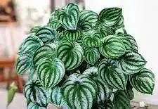 Peperomia Watermelon