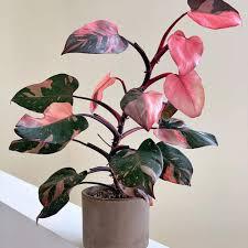 Philodendron Pink Princess