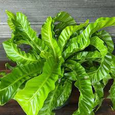 Fern