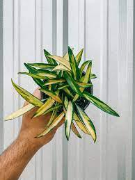 Hoya