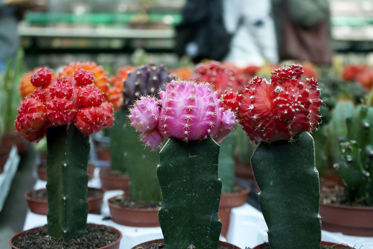 Cactus Varieties
