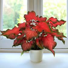 Caladium