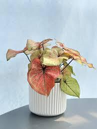 Caladium