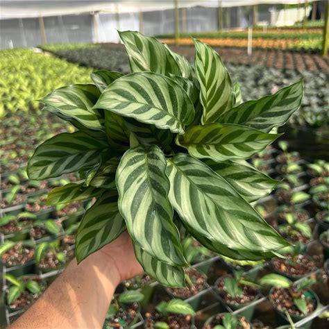 Calathea