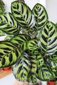 Calathea