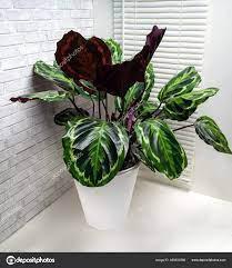 Calathea Roseopicta