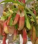 Carnivorous Plant