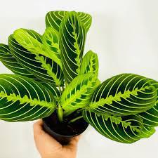 Maranta Lemon Lime