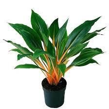 Chlorophytum Fire Flash