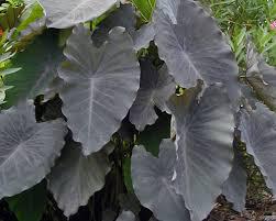 Colocaisa