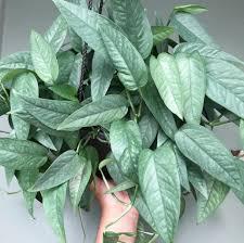 A hand holds a lush Pothos from The Healing Hedge Witch, featuring many elongated green leaves with lighter veins and a silvery sheen. This moderate drinker thrives in medium bright indirect light and isn’t pet friendly.