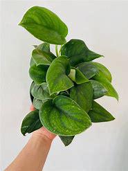 Scindapsus
