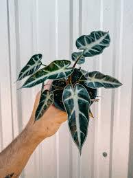 Alocasia