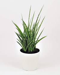 Sanseveria