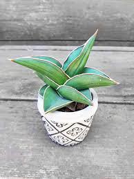 Sanseveria