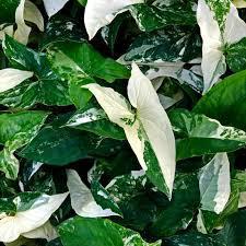 Syngonium