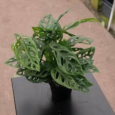 Monstera