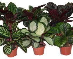 Calathea