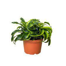 Dracaena Tornado