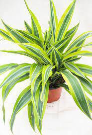Dracaena Warnecki Lemon Lime