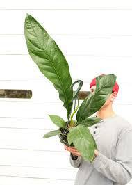 Anthurium