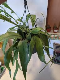 Epuphyllum Oxypetalum ' Night Blooming Cactus'
