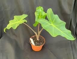 Alocasia