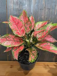 Aglaonema