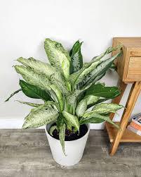 Dieffenbachia