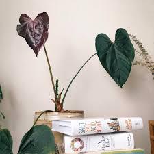 Anthurium