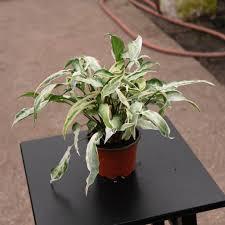 Syngonium