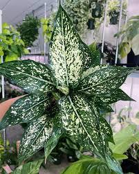 Aglaonema