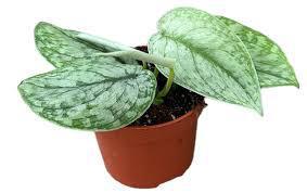 Scindapsus