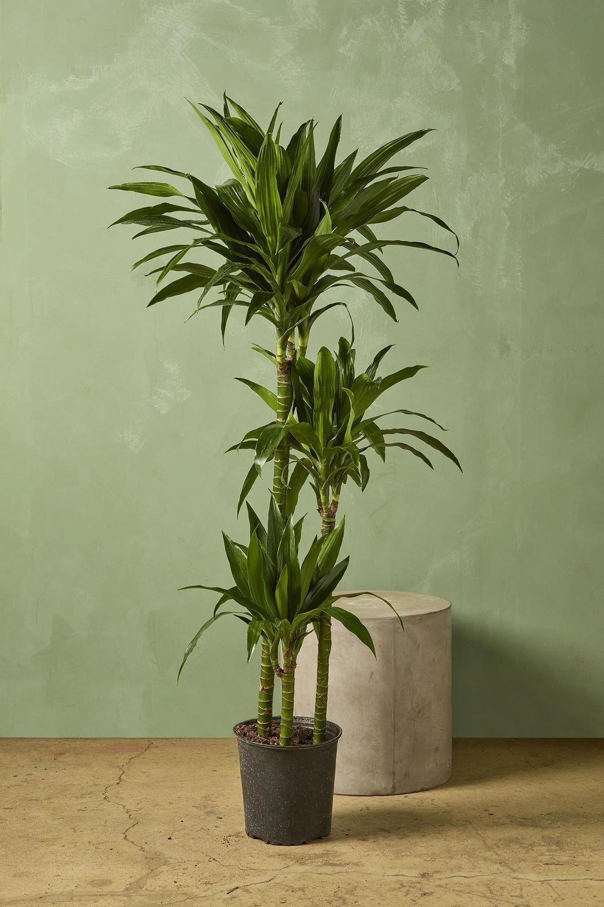 Dracaena