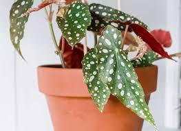 Begonia