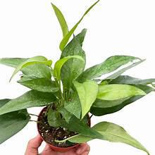 Epipremnum