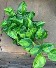 Epipremnum