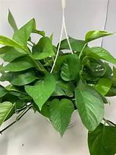 Epipremnum