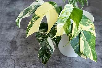 Epipremnum