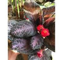 Episcia