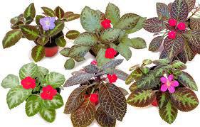 Episcia