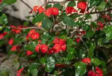 Euphorbia Geroldii